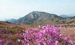 авиа тур: "Цветение маральника на Алтае. Алтай весенний."